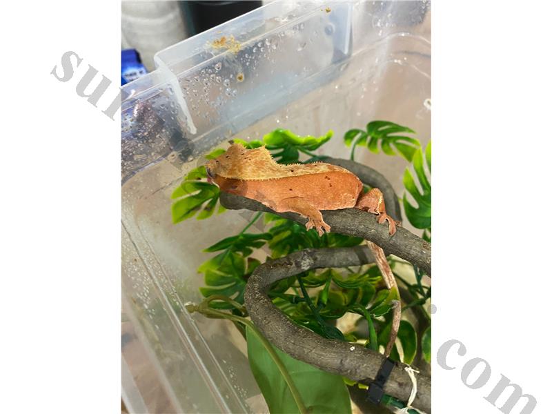 Red Dalmatian Cested Gecko